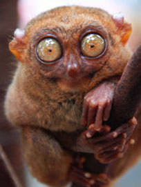 [Image: Tarsier%2011-12.jpg]