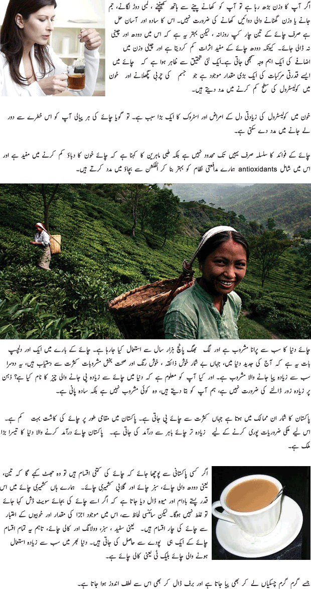 Tea Useful In Many Diseases - Urdu Article Tea Useful In Many Diseases - Urdu Article