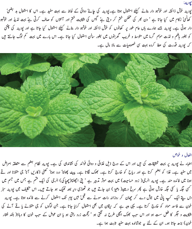 Health Benefits Of Mint and Coriander دھنیہ اور پودینہ کے طبی فوائد