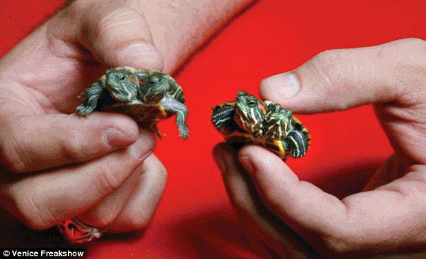 Inside Collector Amazing Menagerie Of Two Headed Animals