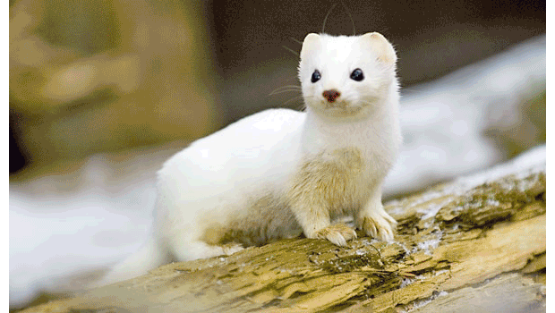 arctic ermine