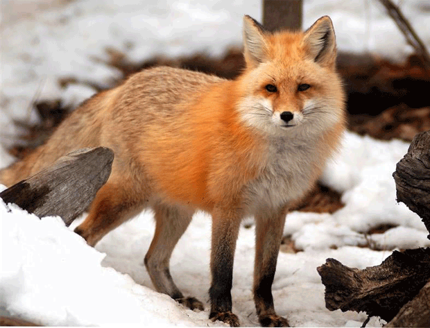 Common Animals In Norway Featured Article