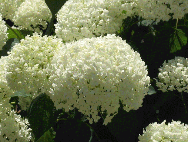 The Top 10 Most Por Wedding Flowers