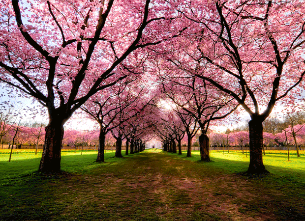Most Amazing And Beautiful Tree Tunnels Featured Article most-amazing-and-beautiful-tree-tunnels-featured-article
