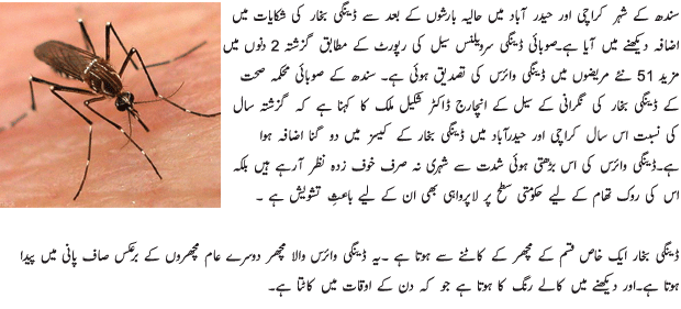 Essay on dengue