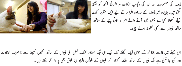 Unique Net Cafe For Cat Lovers - Urdu Tech Article