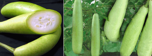 Health Benefits of Bottle Gourd - کدو مختلف بیماریوں کا