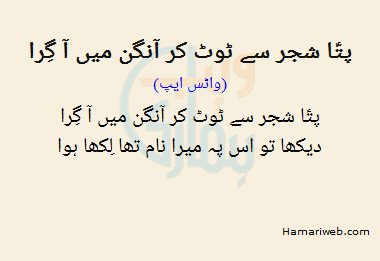 Pata Shajar Se Toot Kar Aangan Mein Aa Gira